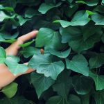 12 plants that repel unwanted insects